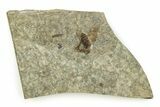 Detailed Fossil March Fly (Plecia) - Wyoming #245649-1